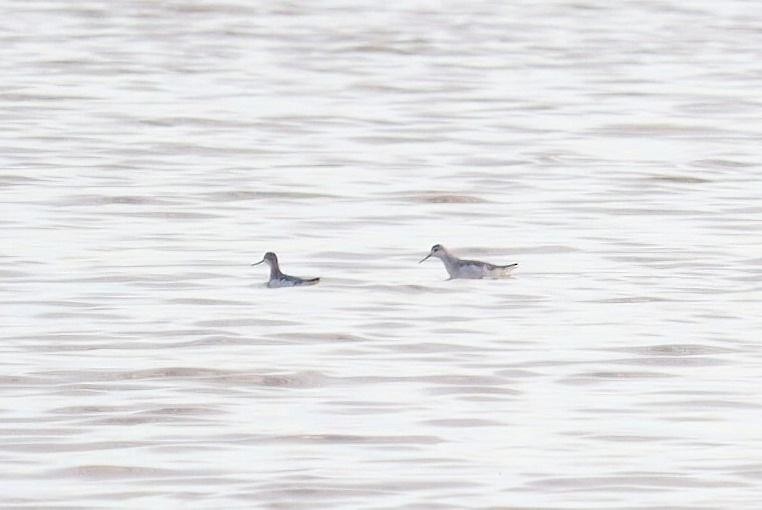 Phalarope de Wilson - ML622457320