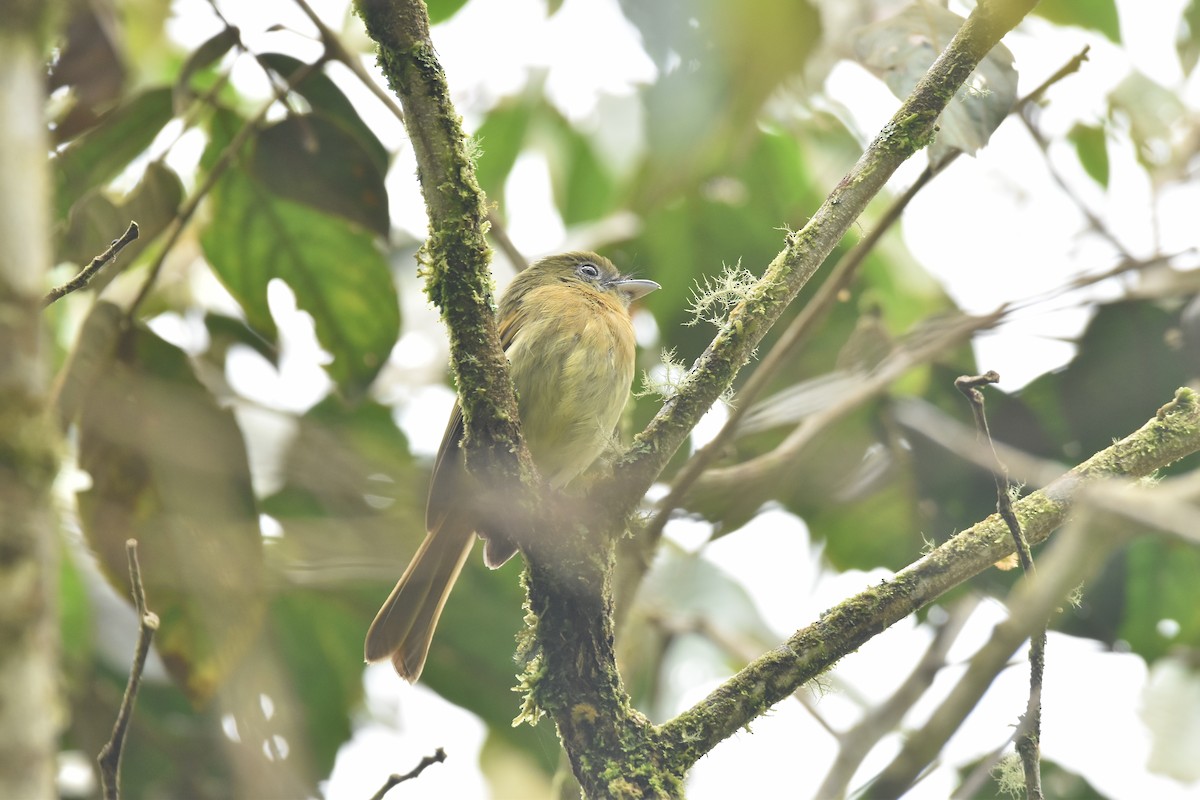 Fulvous-breasted Flatbill - ML622457383