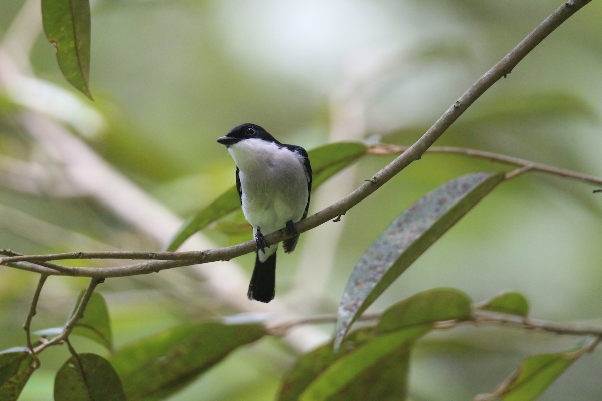 Black-winged Flycatcher-shrike - Andrea Molyneaux