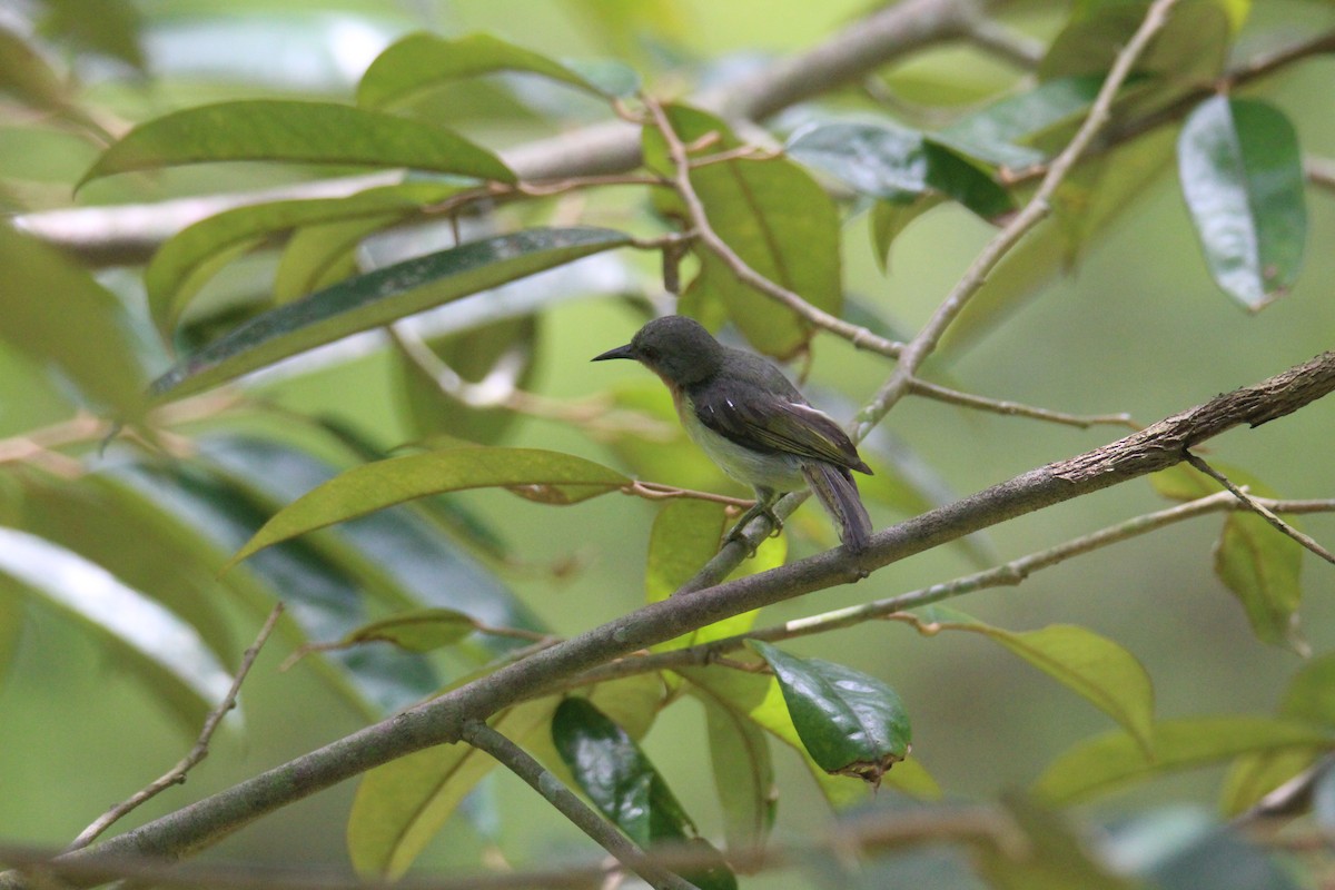 Ruby-cheeked Sunbird - ML622457481