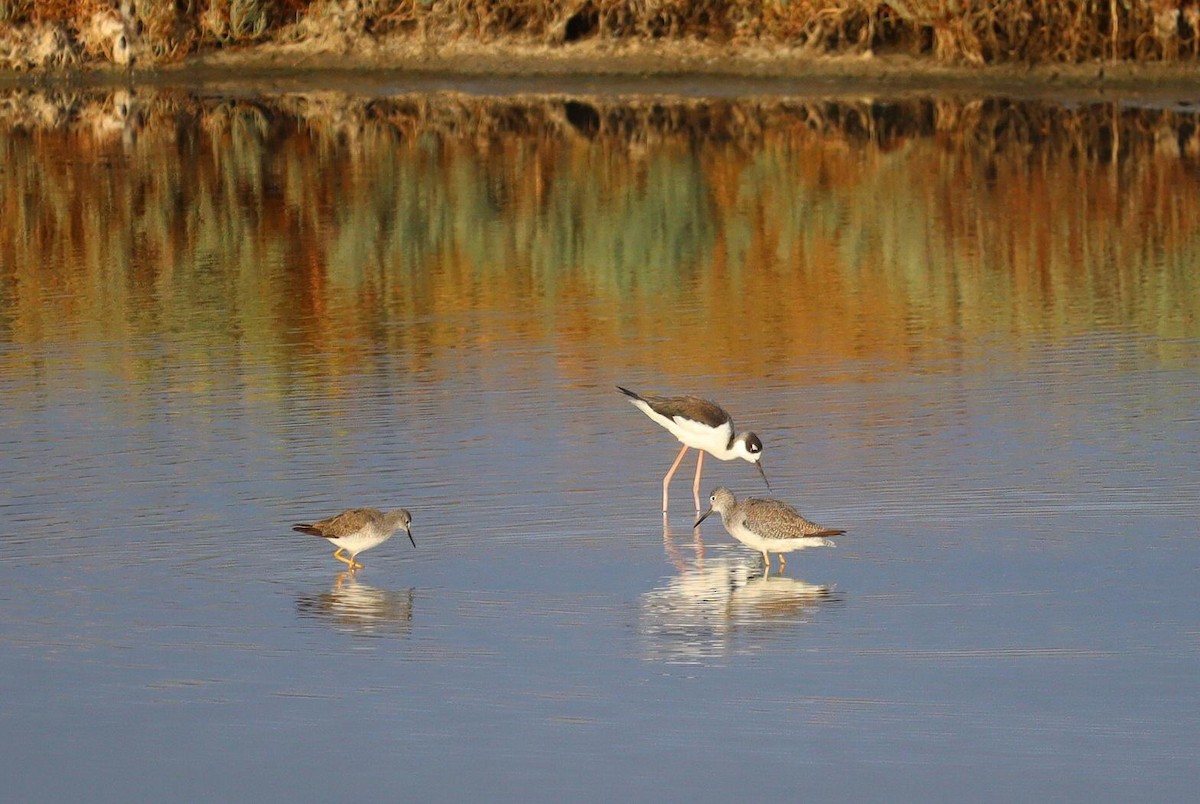 Lesser Yellowlegs - ML622457505