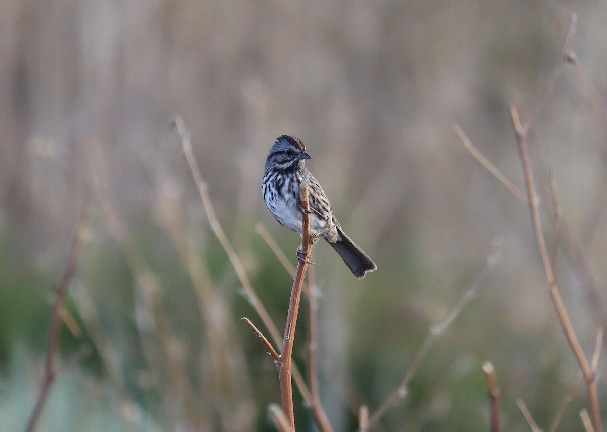 Song Sparrow - ML622457536