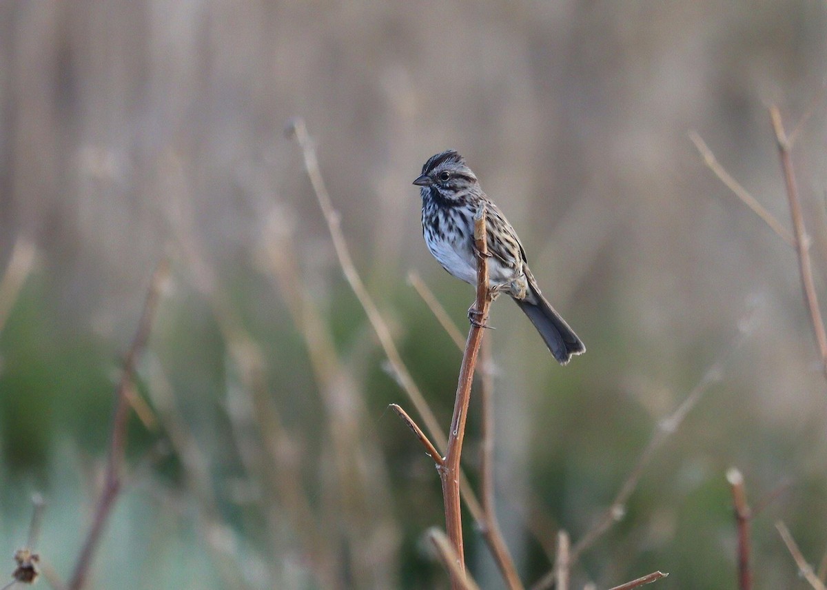 Song Sparrow - ML622457540