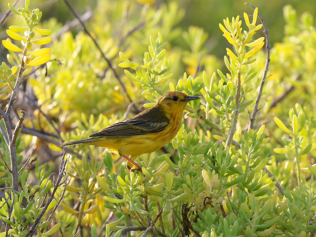 Yellow Warbler (Galapagos) - ML622457585