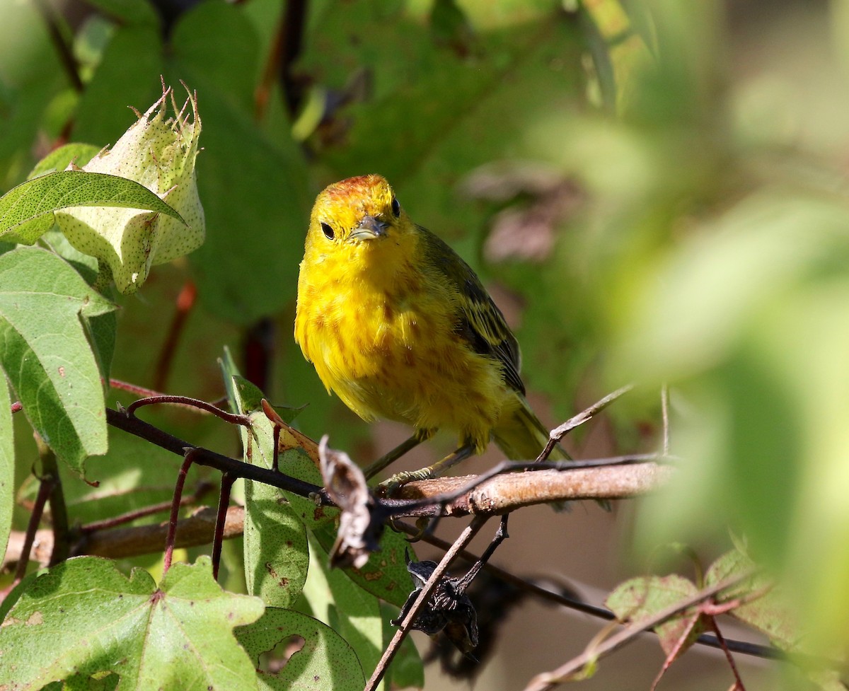 Yellow Warbler (Galapagos) - ML622457586