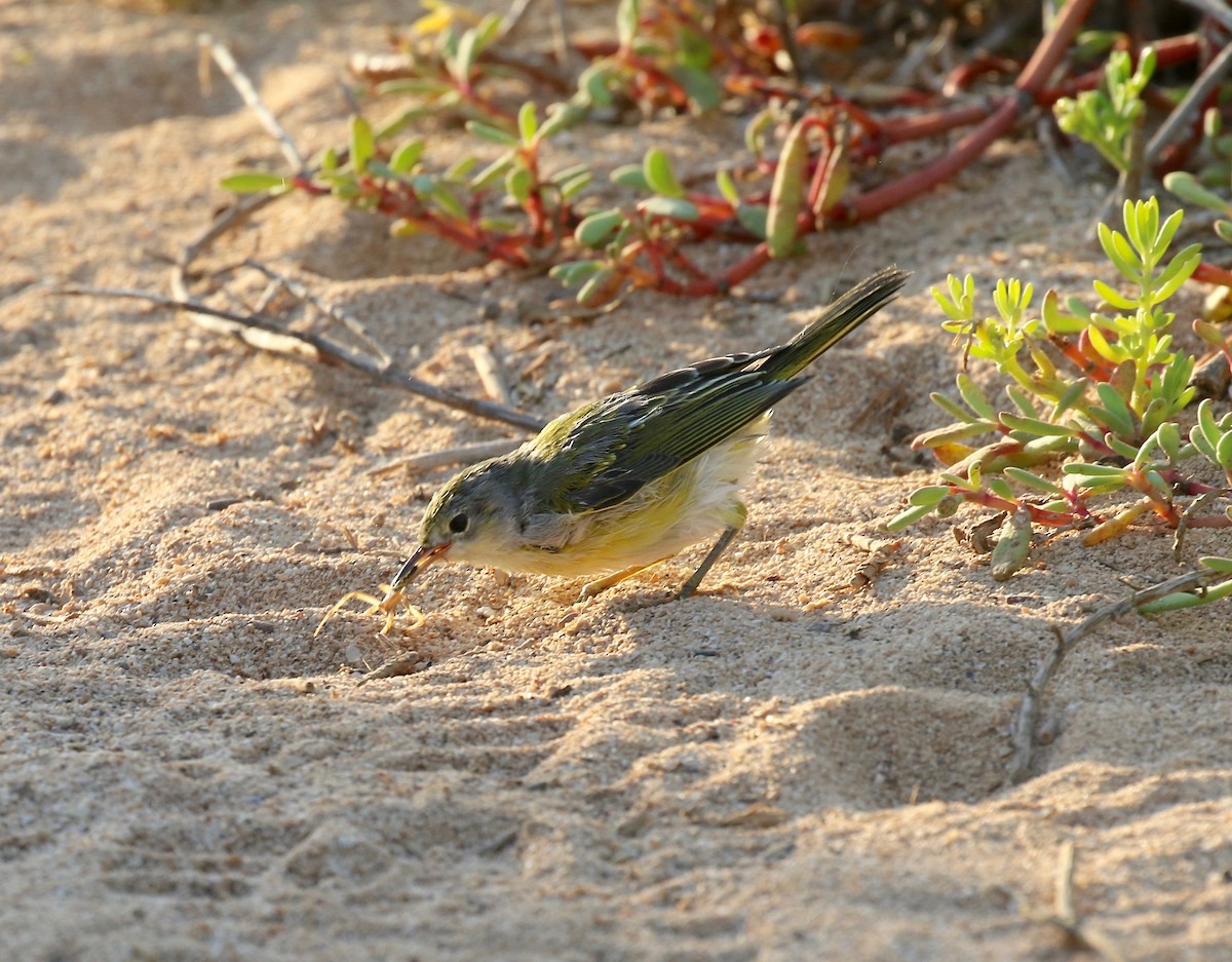 Yellow Warbler (Galapagos) - ML622457587