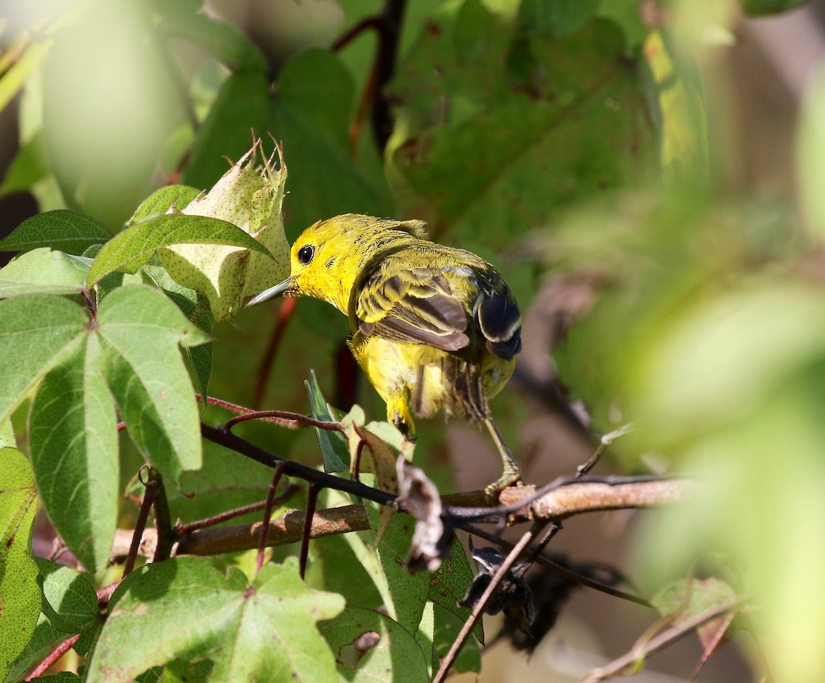 Yellow Warbler (Galapagos) - ML622457588