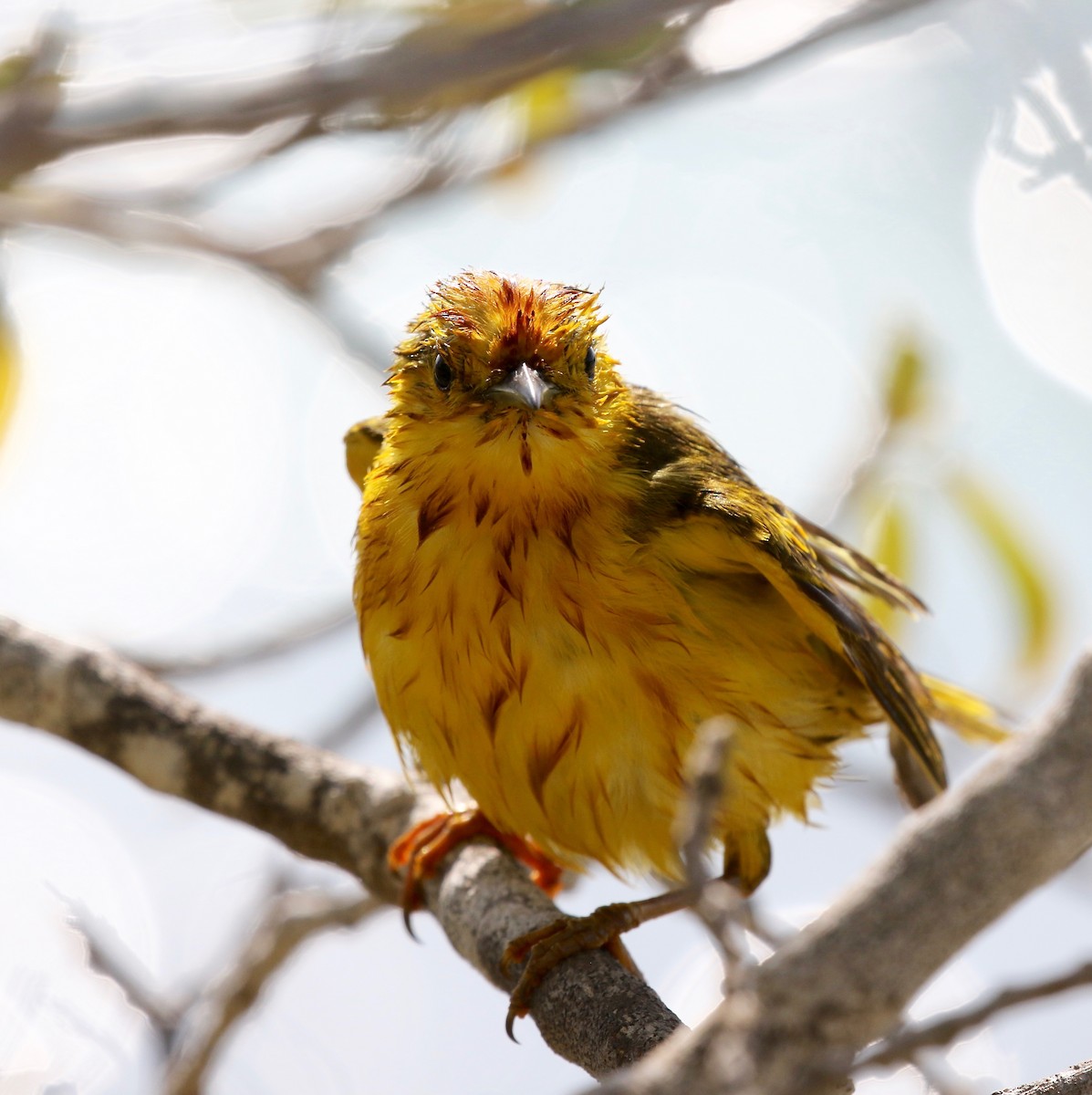 Yellow Warbler (Galapagos) - ML622457589