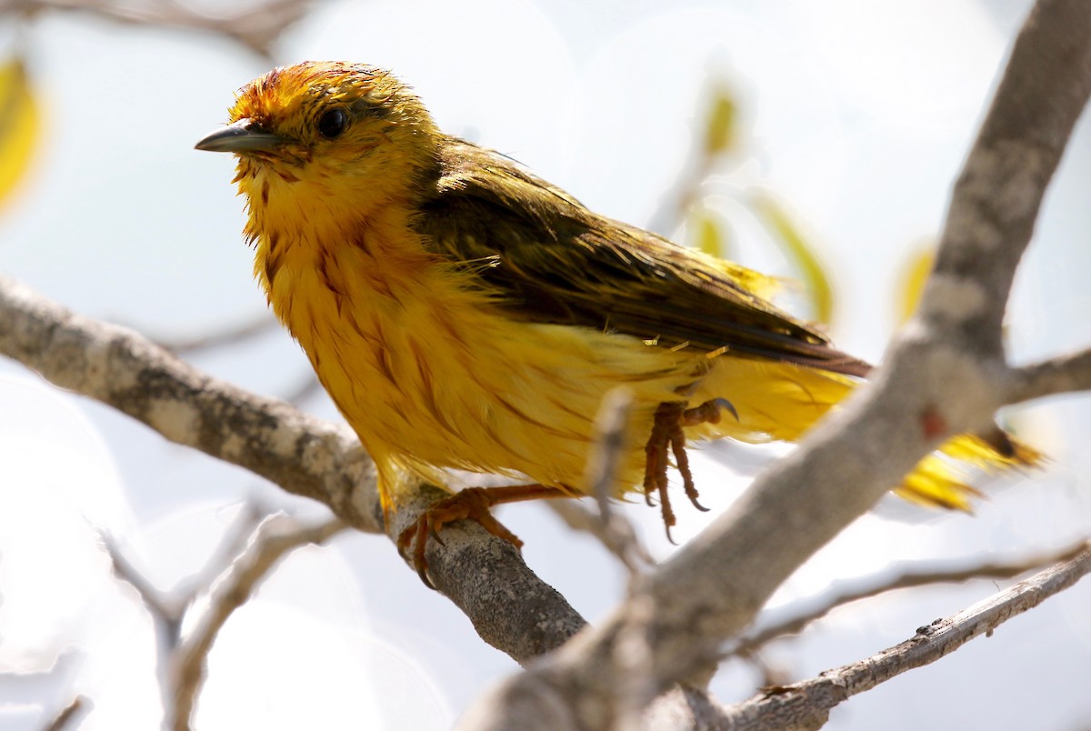 Yellow Warbler (Galapagos) - ML622457590