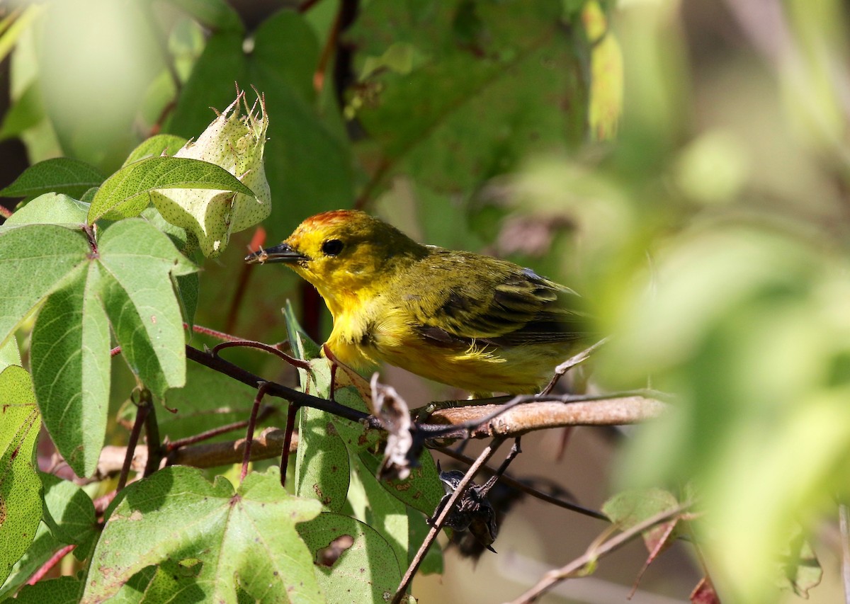 Yellow Warbler (Galapagos) - ML622457592