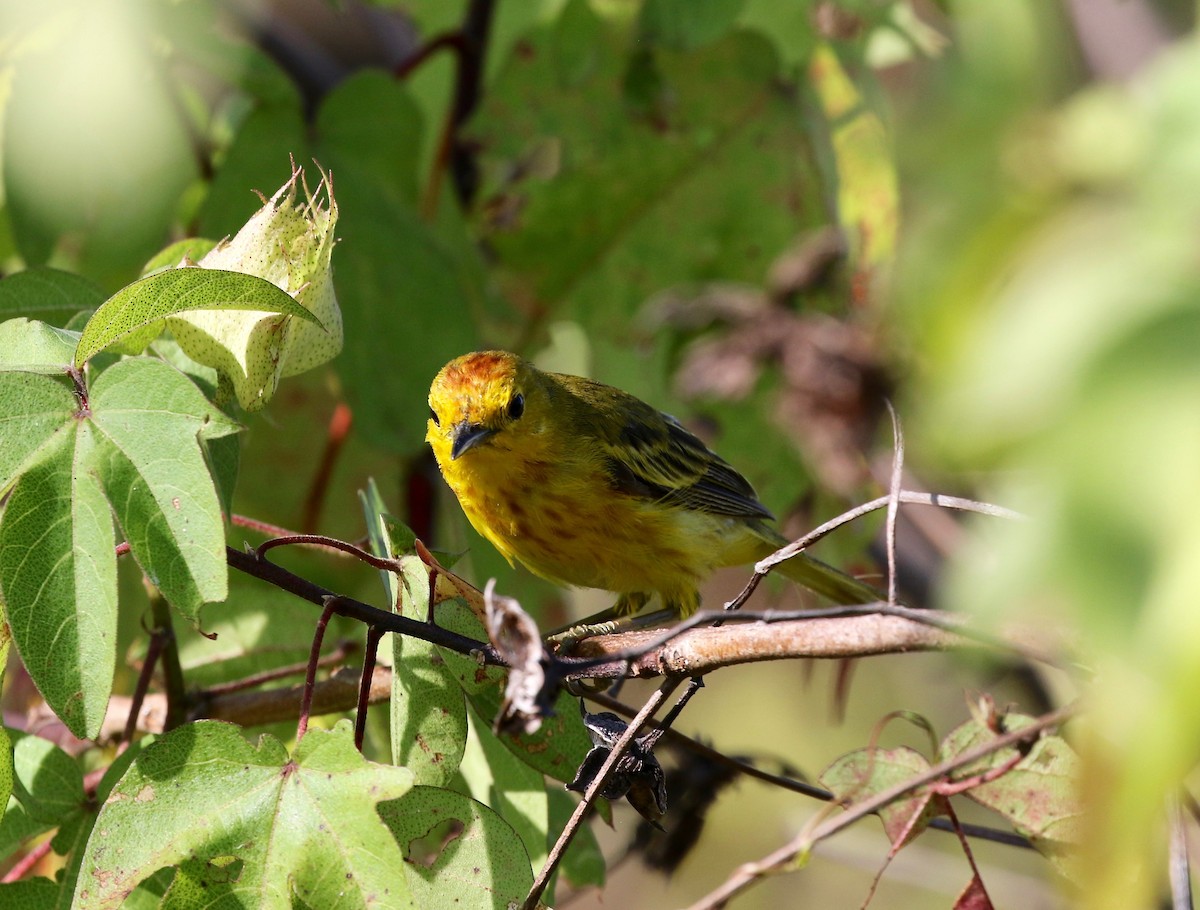 Yellow Warbler (Galapagos) - ML622457593
