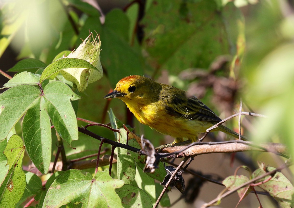 Yellow Warbler (Galapagos) - ML622457594