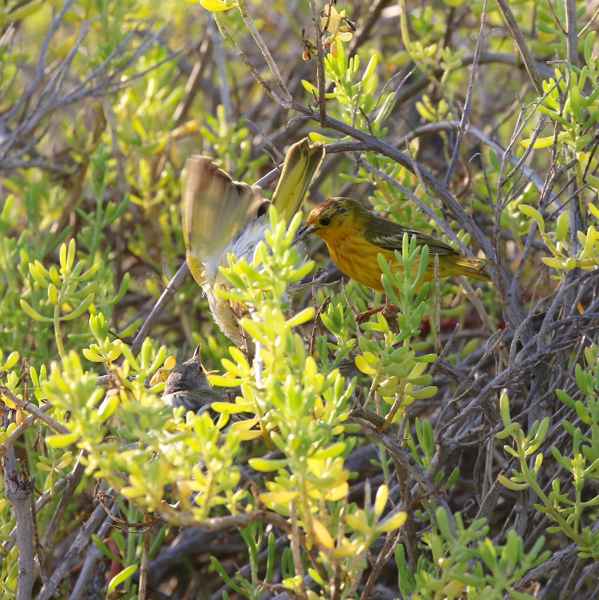 Yellow Warbler (Galapagos) - ML622457595