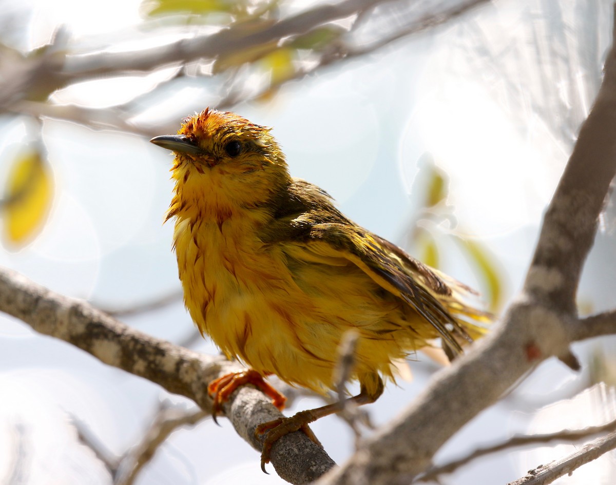 Yellow Warbler (Galapagos) - ML622457597