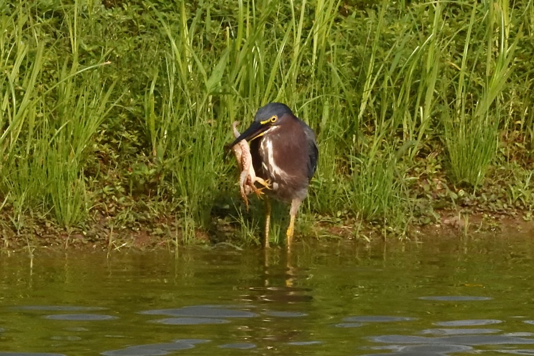 Green Heron - ML622457699