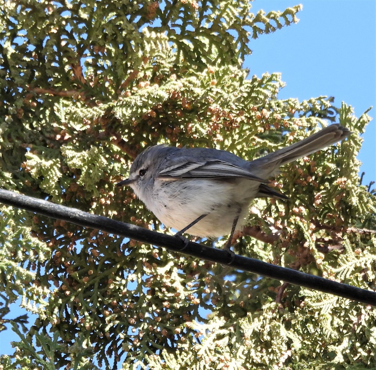 White-crested Tyrannulet (White-bellied) - ML622457701