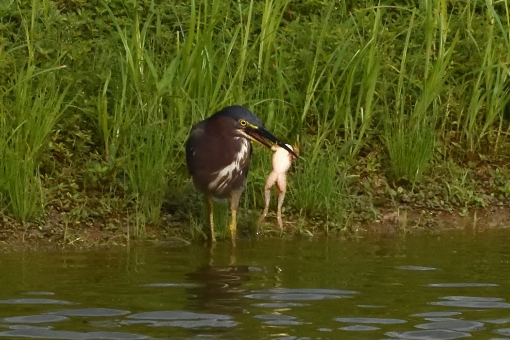 Green Heron - ML622457704