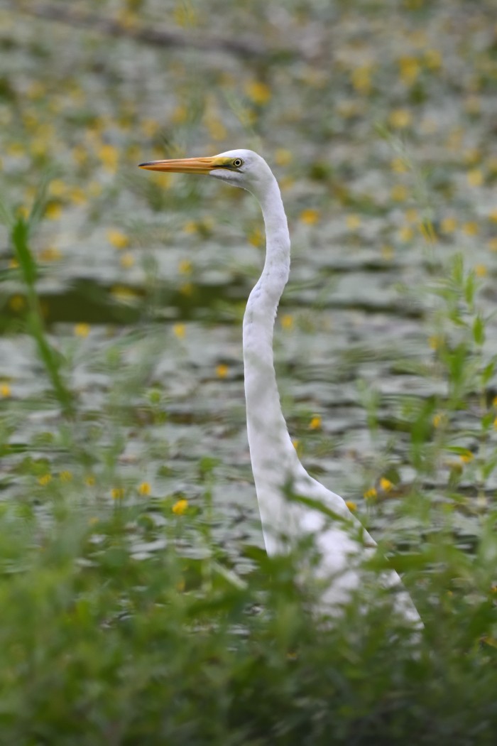 Great Egret - ML622457709