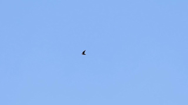 Chimney Swift - ML622457719