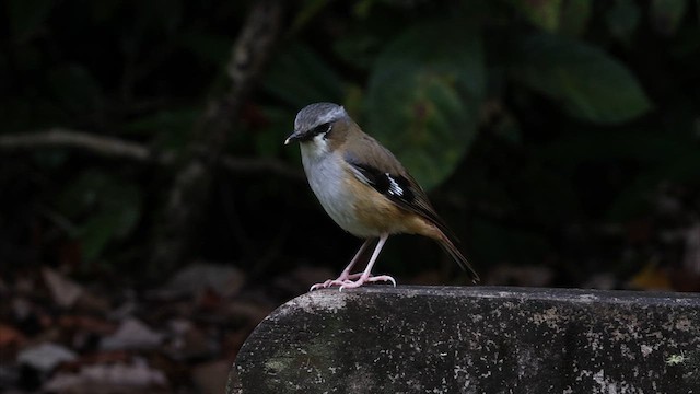 Gray-headed Robin - ML622457797