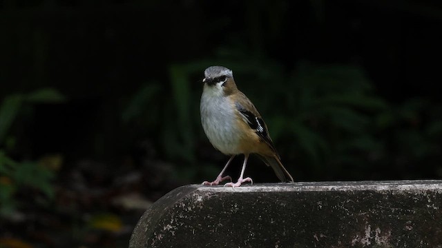 ハイガシラヤブヒタキ - ML622457798