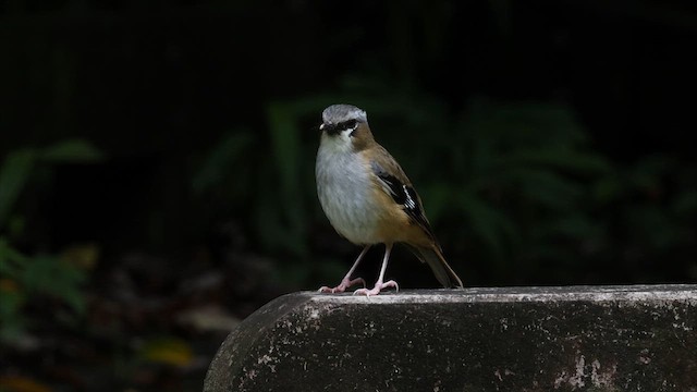 Gray-headed Robin - ML622457798