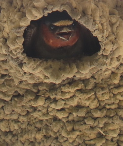 Cliff Swallow - ML622457844