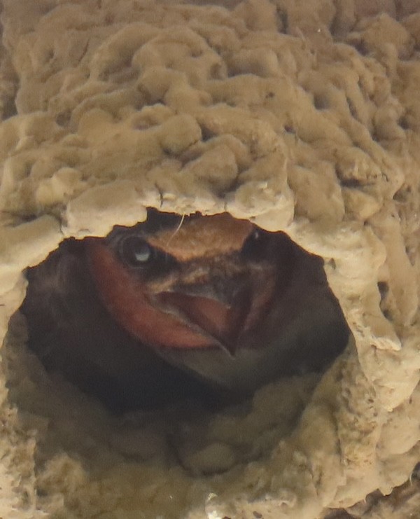 Cliff Swallow - ML622457845