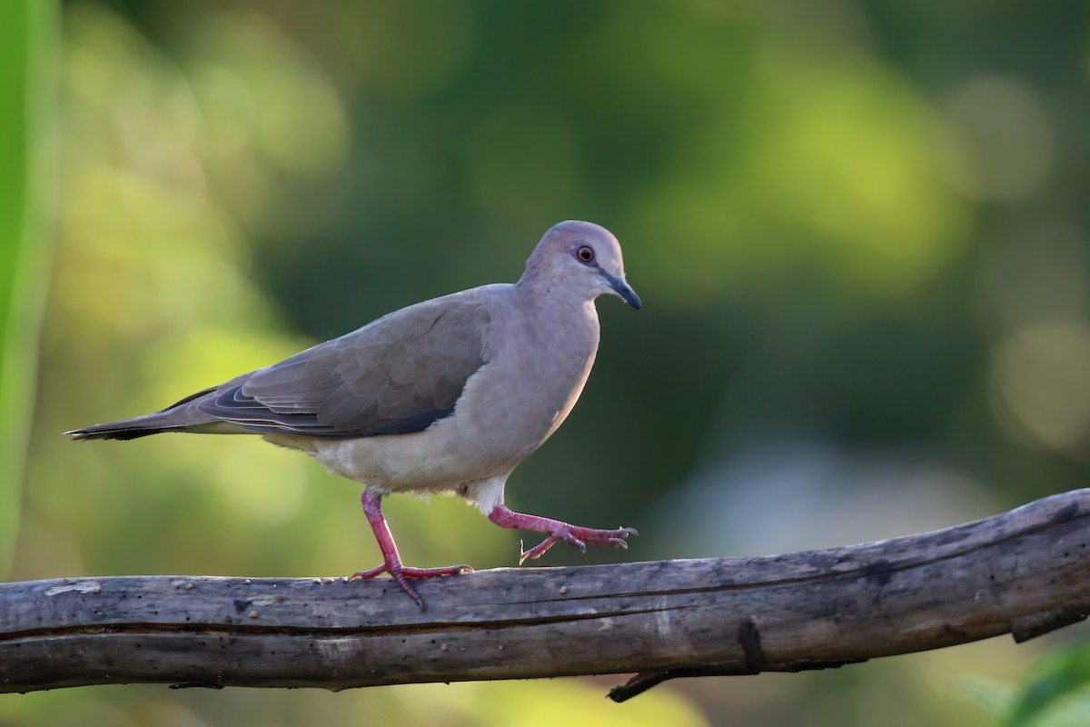 White-tipped Dove (White-tipped) - ML622457859