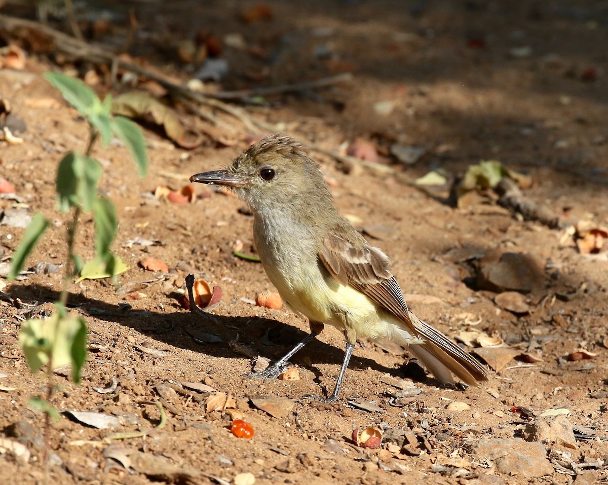 Galapagos Flycatcher - ML622457873