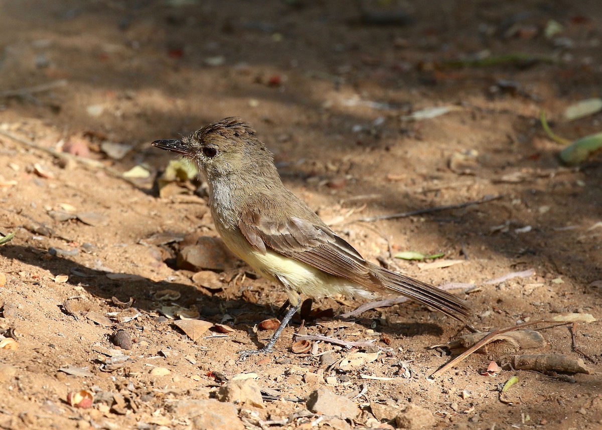 Galapagos Flycatcher - ML622457877