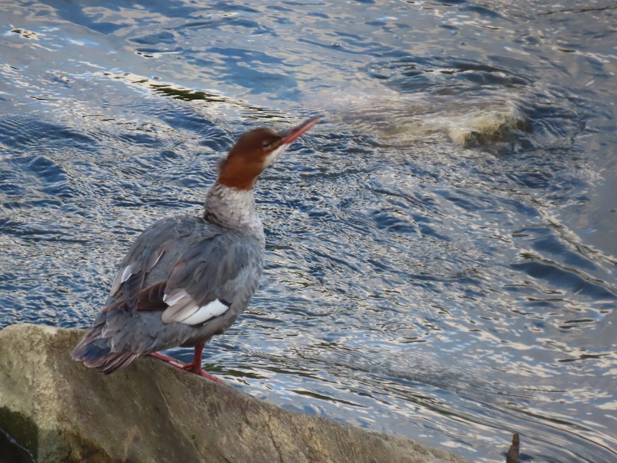 Common Merganser - ML622457888