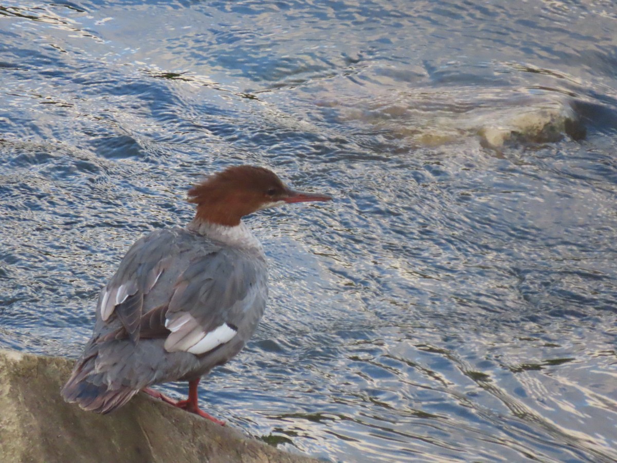 Common Merganser - ML622457889