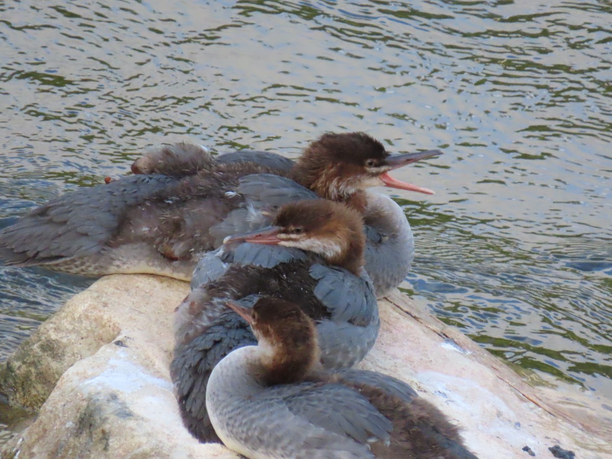 Common Merganser - ML622457890