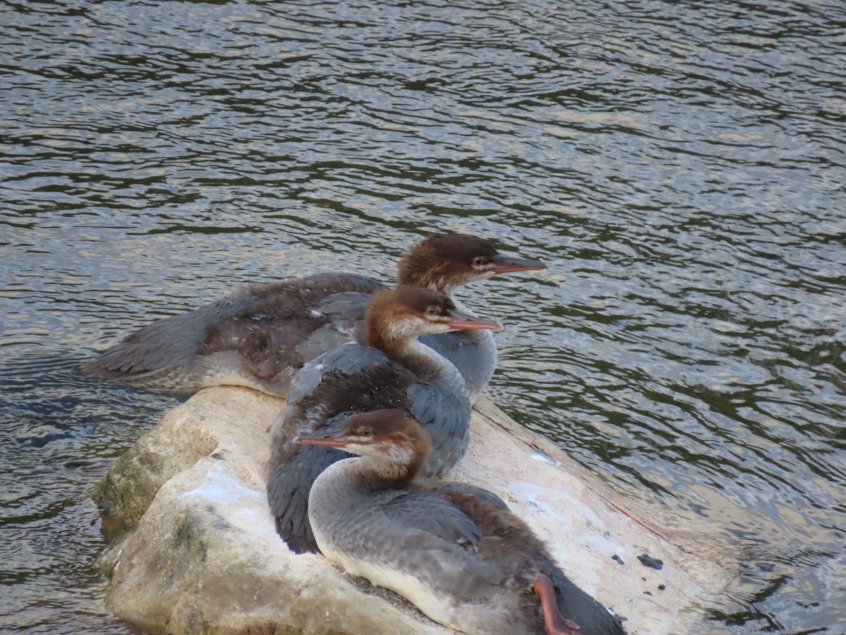 Common Merganser - ML622457891