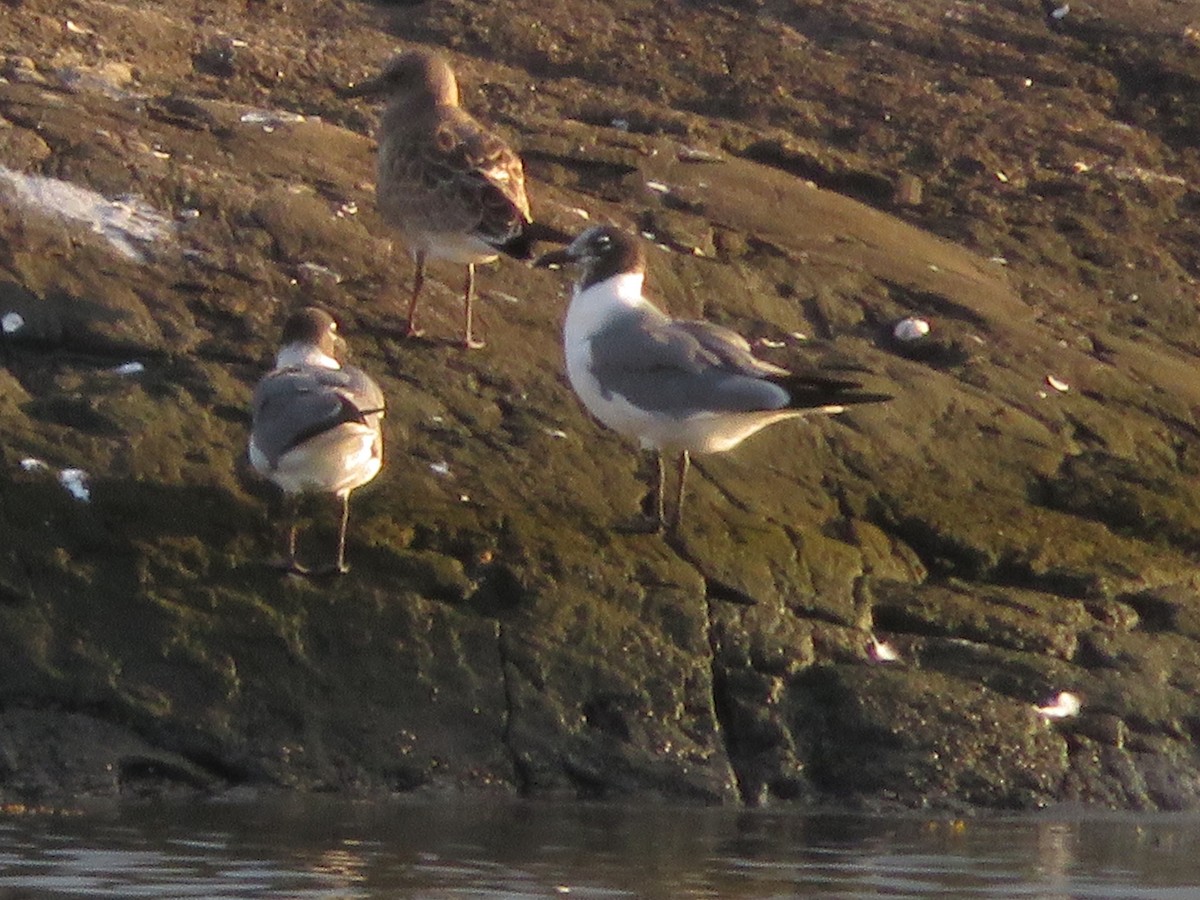 Gaviota Guanaguanare - ML622457892