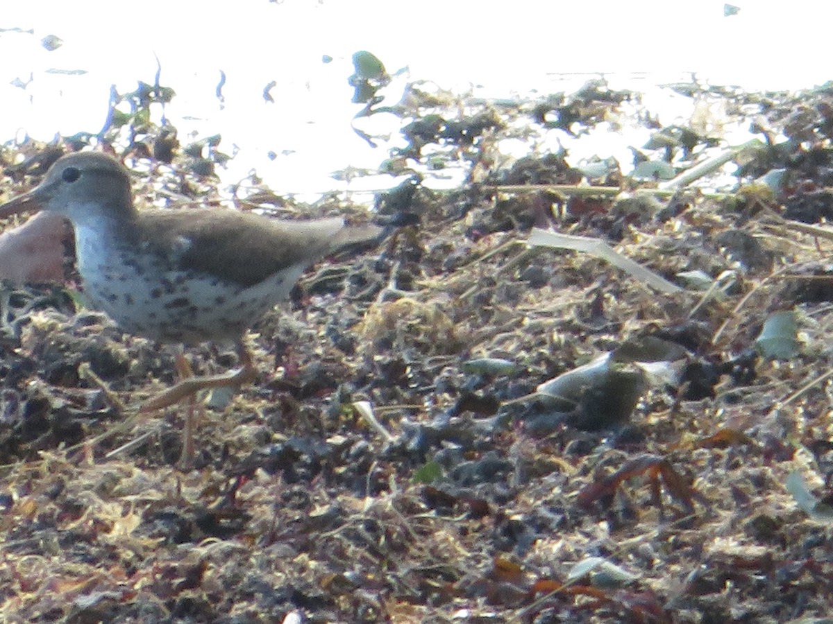 Spotted Sandpiper - ML622457916