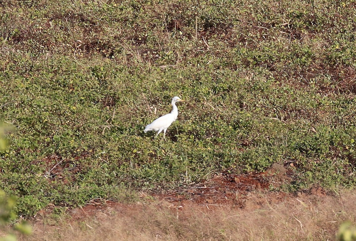 Western Cattle Egret - Sandy Vorpahl