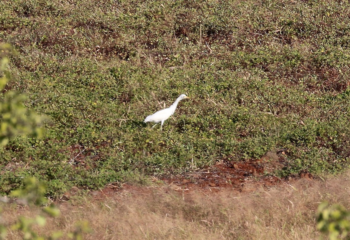 Western Cattle Egret - ML622457918