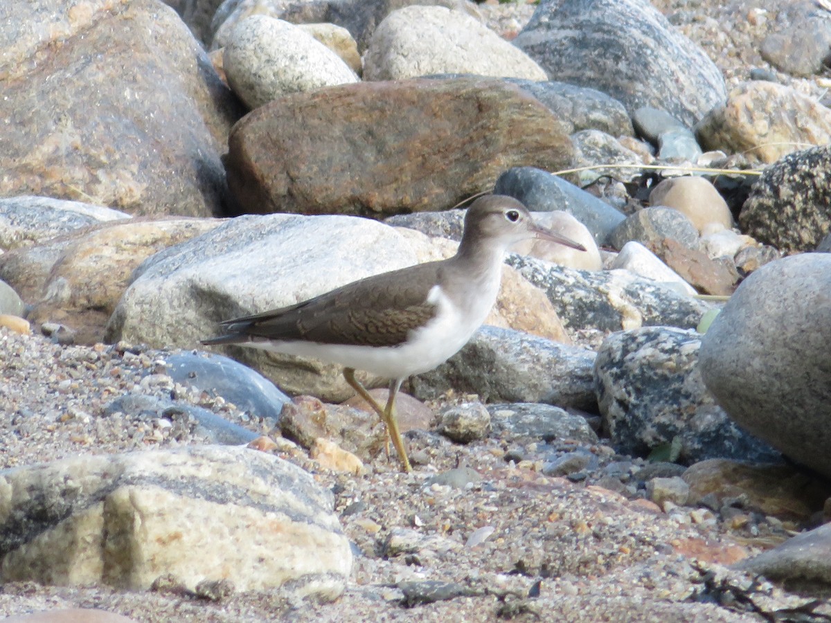 Spotted Sandpiper - ML622457920