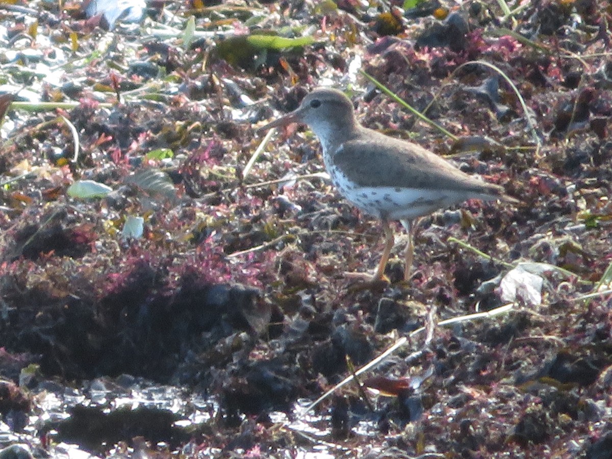 Spotted Sandpiper - ML622457921