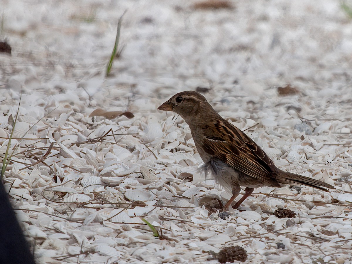 Moineau domestique - ML622457939