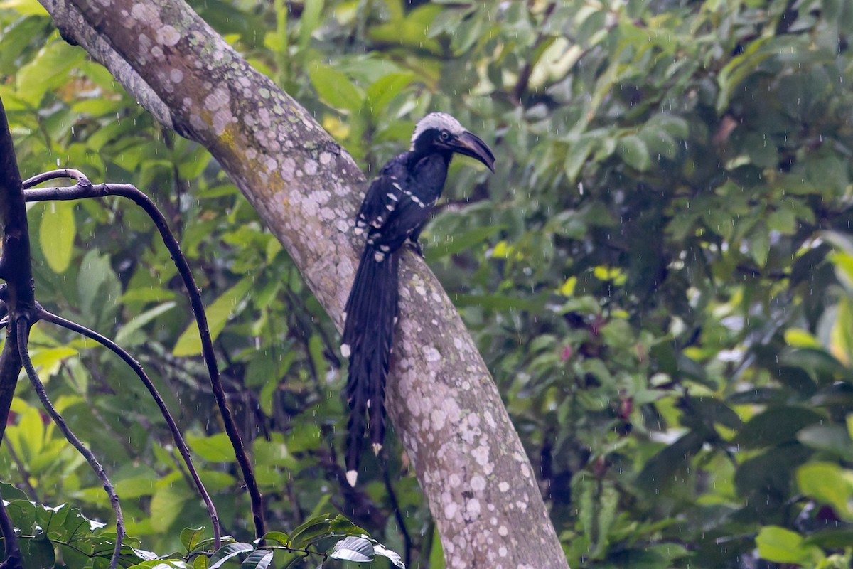 Eastern Long-tailed Hornbill - ML622458078