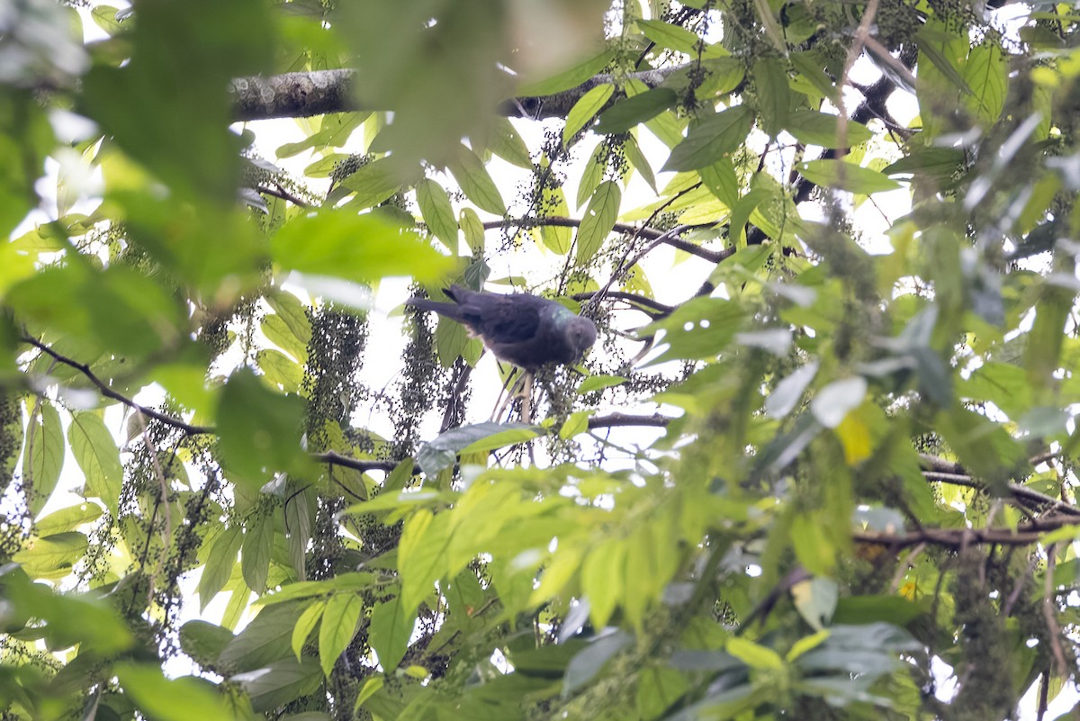 Western Bronze-naped Pigeon - ML622458122