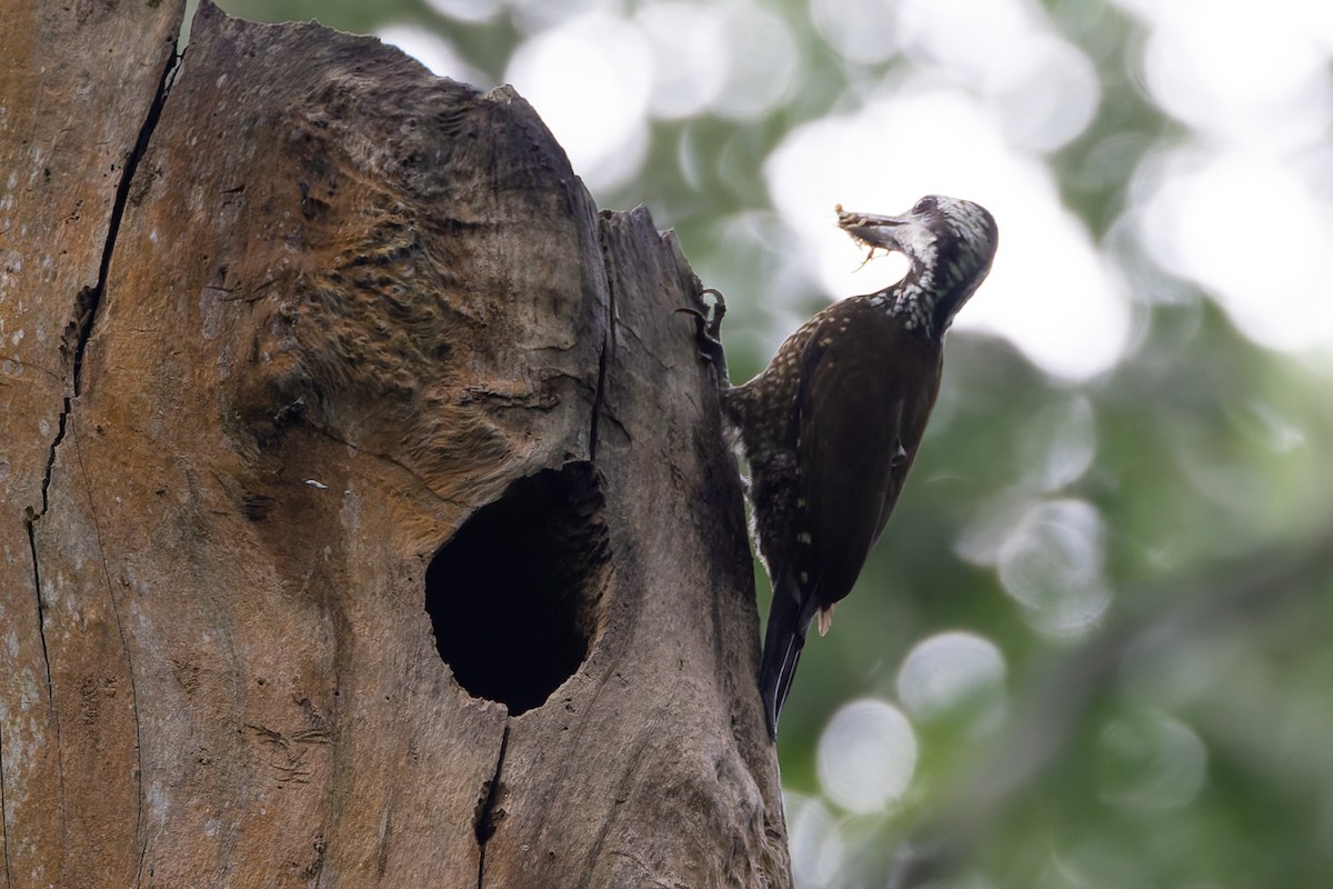 Golden-crowned Woodpecker - ML622458161