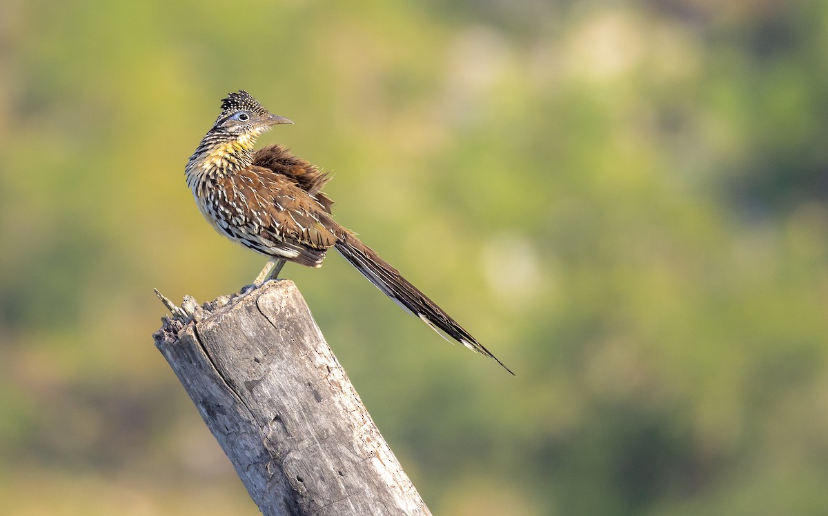 Lesser Roadrunner - ML622458268