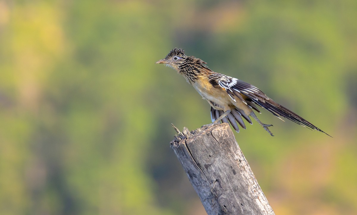 Lesser Roadrunner - ML622458269