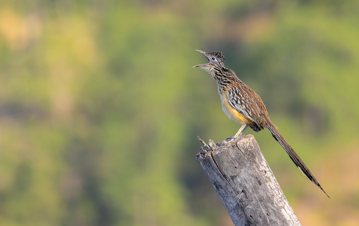 Lesser Roadrunner - ML622458270