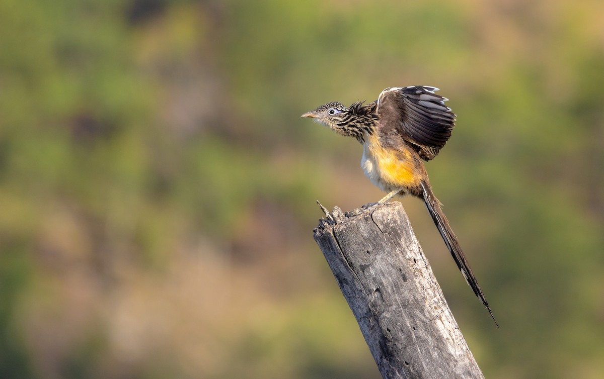 Lesser Roadrunner - ML622458271