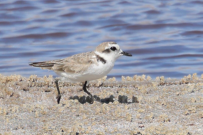 Snowy Plover - ML622458277